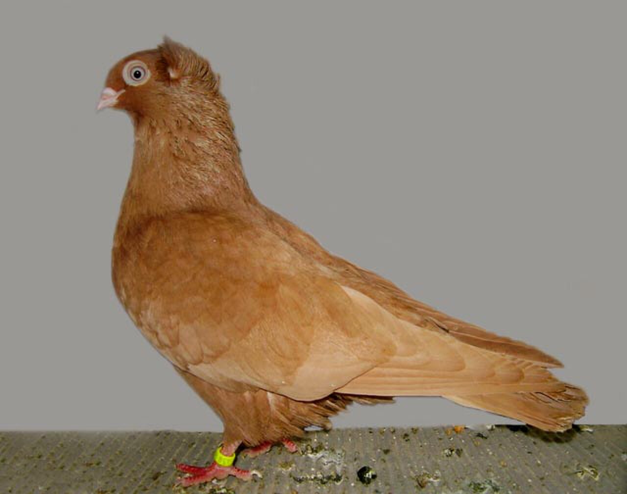 Szegedin Highflyer pigeon