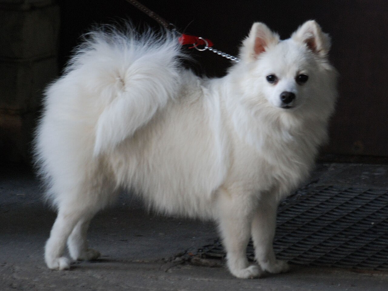Volpino Italiano dog