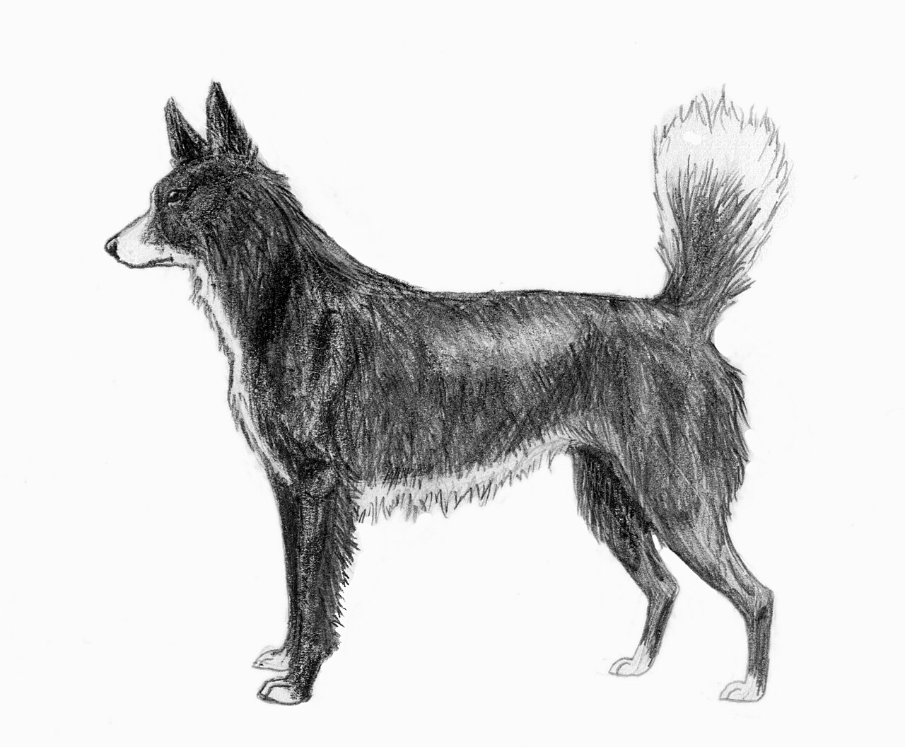 Tahltan Bear Dog dog