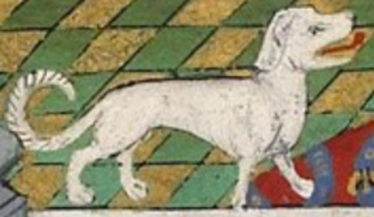 Talbot dog