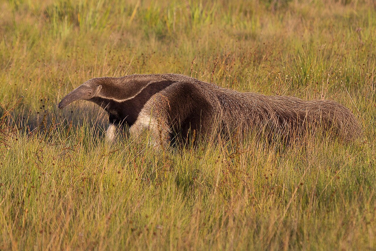 Anteater