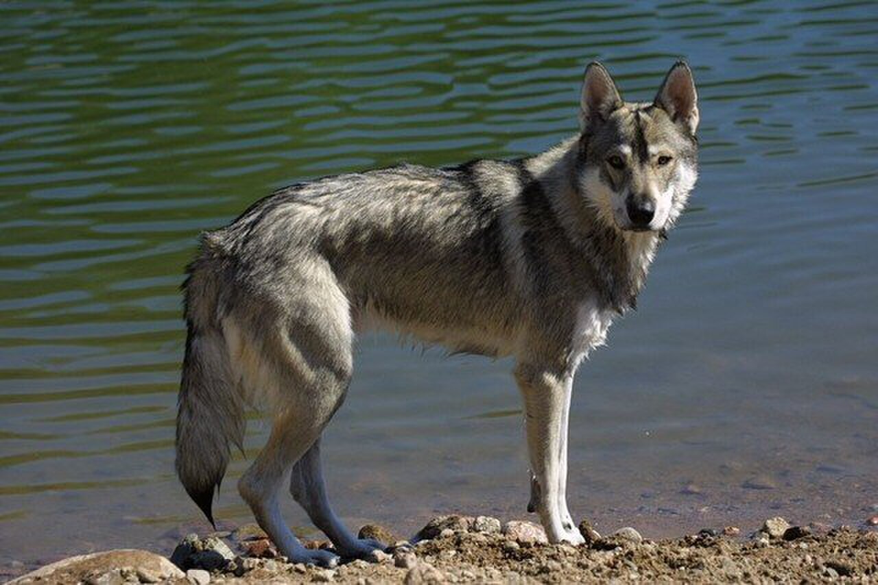Tamaskan Dog dog