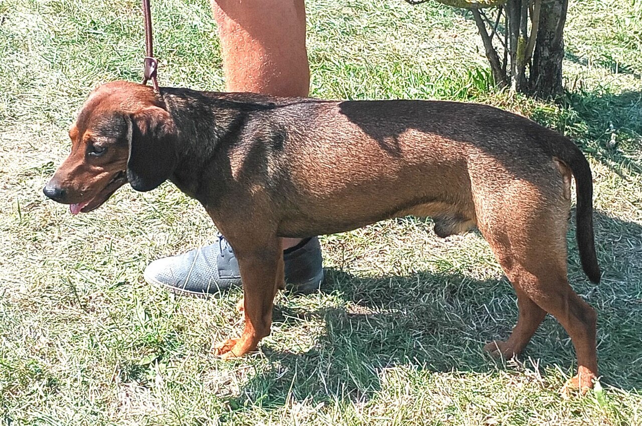 Tatranský durič dog