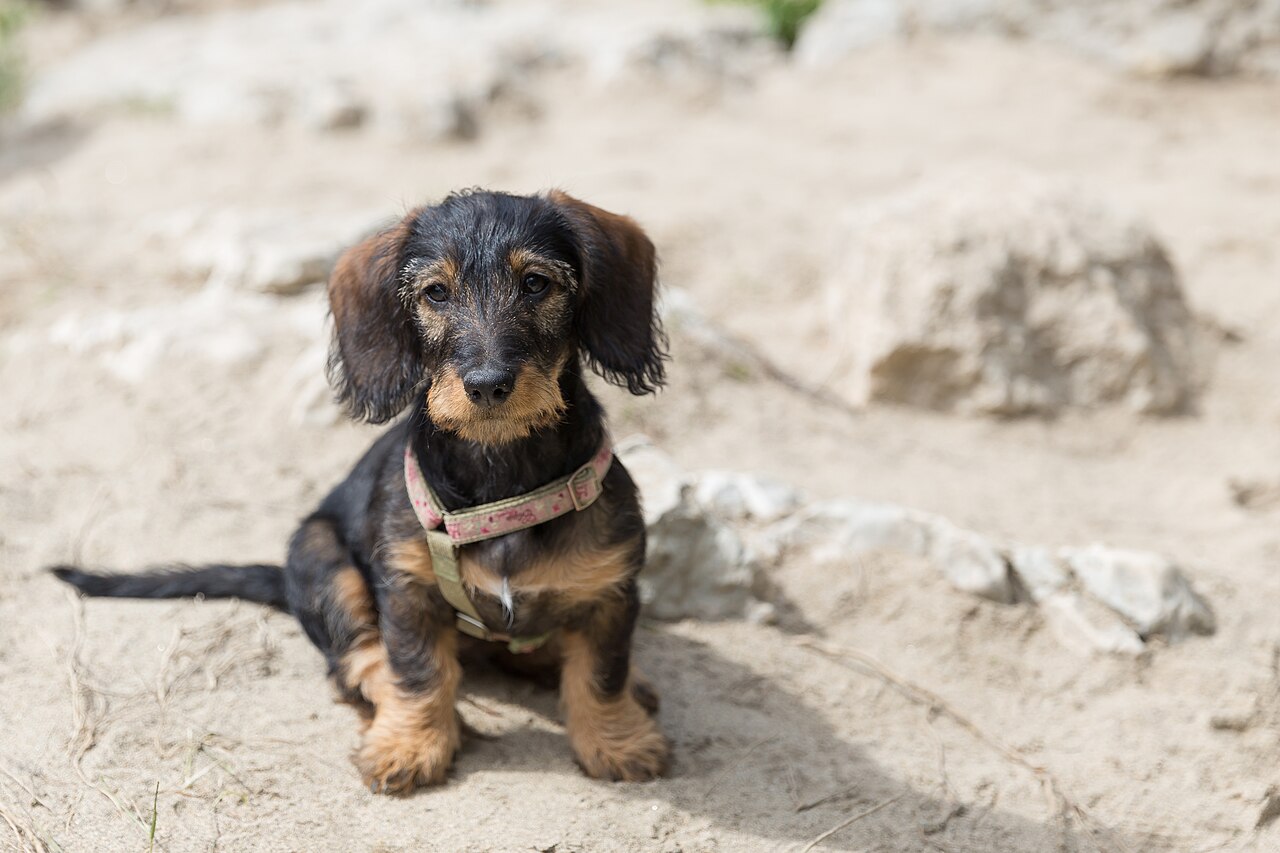 Short-haired Dachshund with a long body and short legs