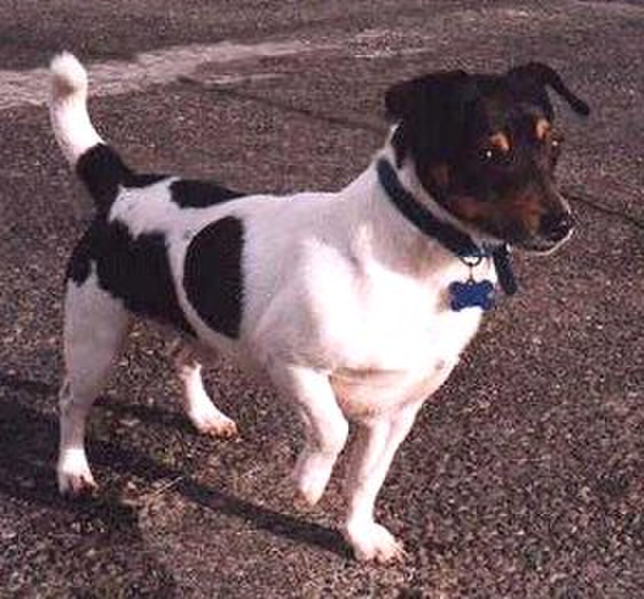 Teddy Roosevelt Terrier dog
