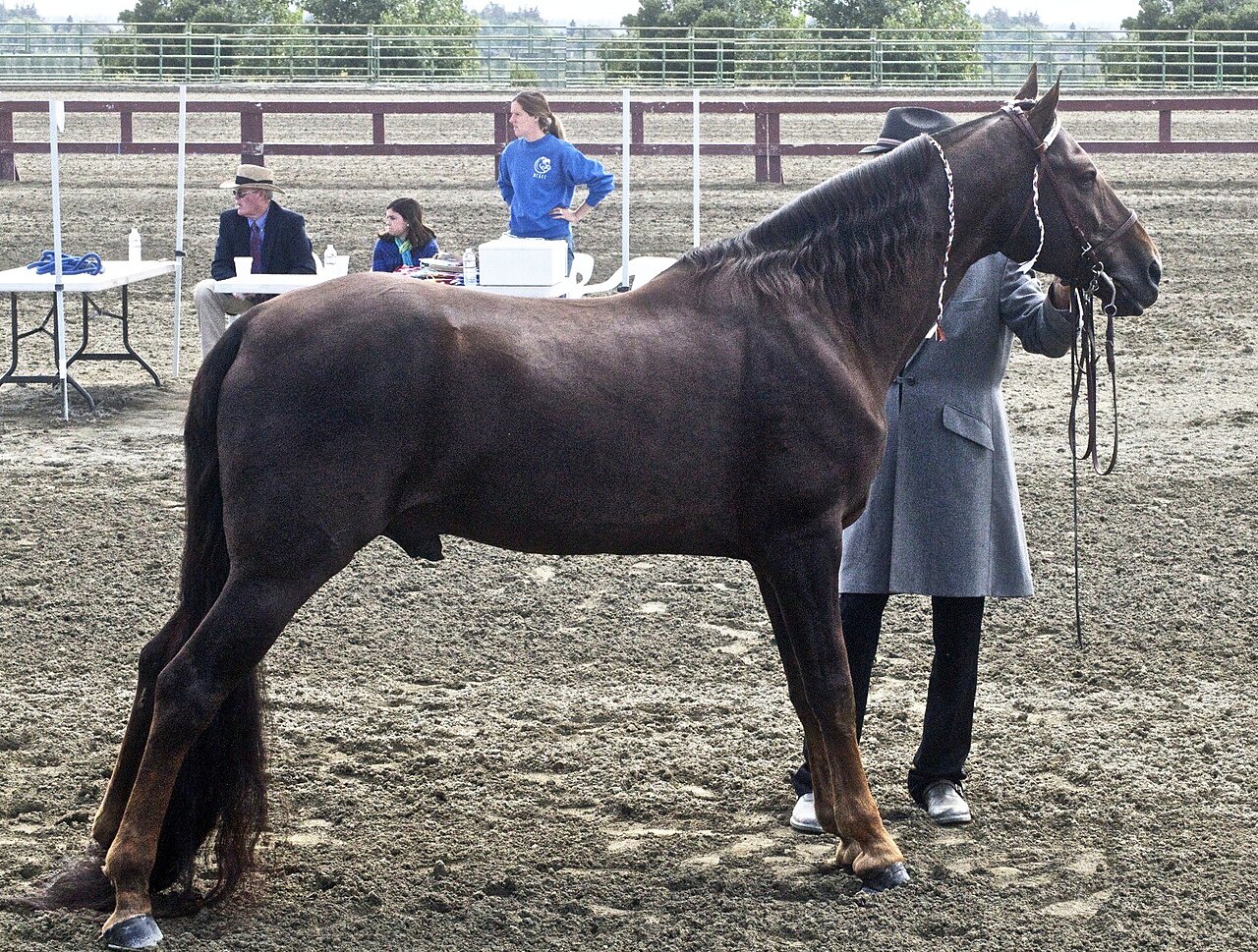 Tennessee Walking Horse standing in profile