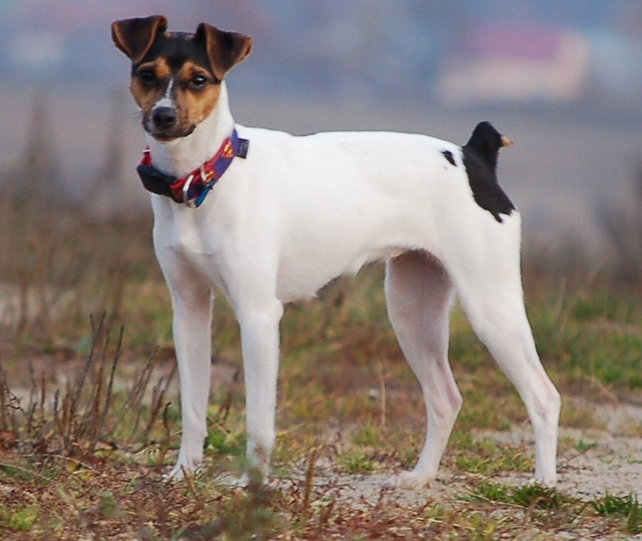 Brazilian Terrier dog