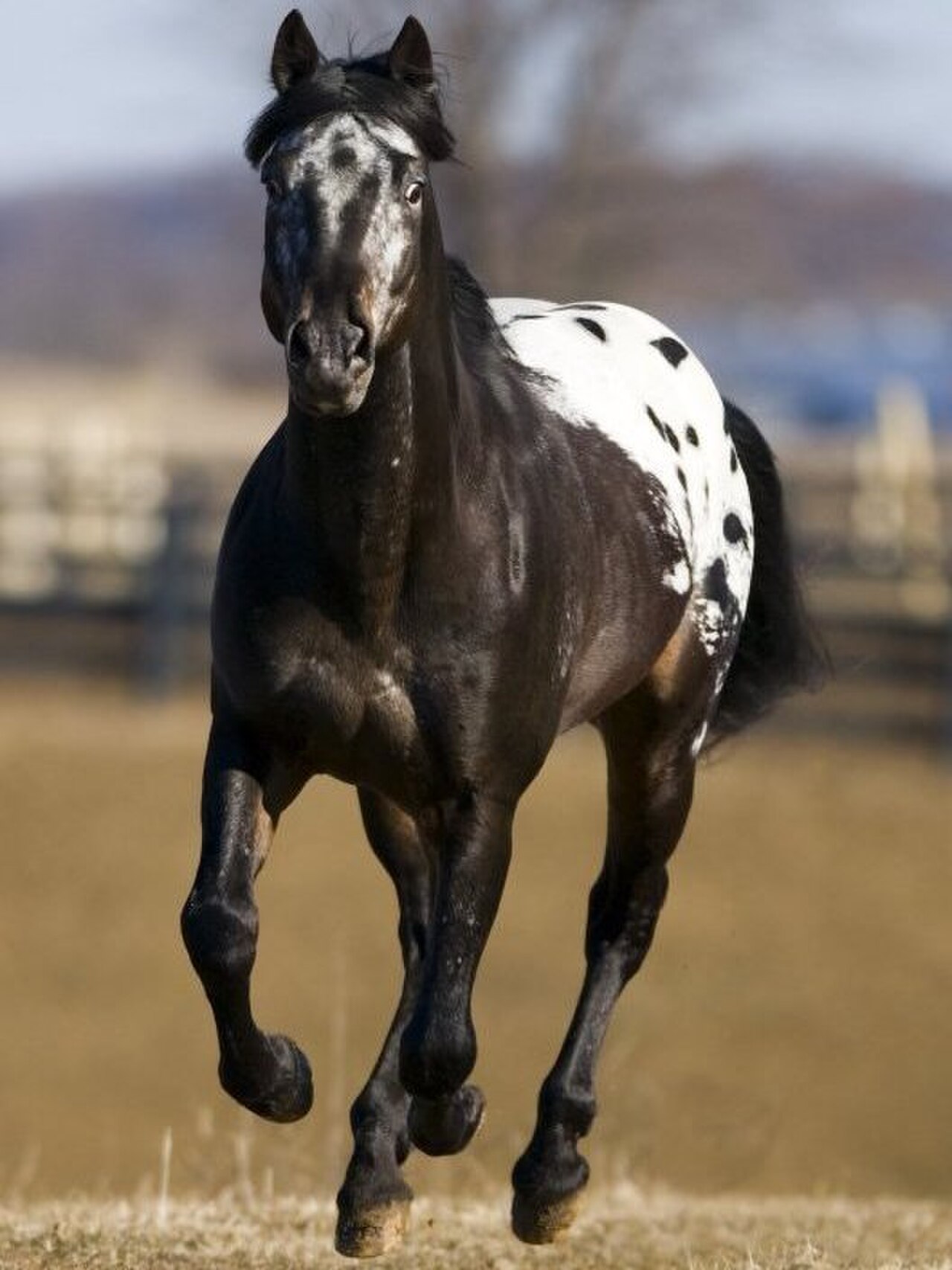 Spotted Appaloosa horse with a blanket coat pattern