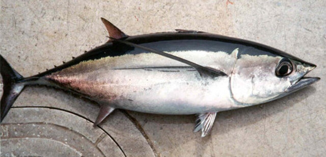 A photo of a Albacore