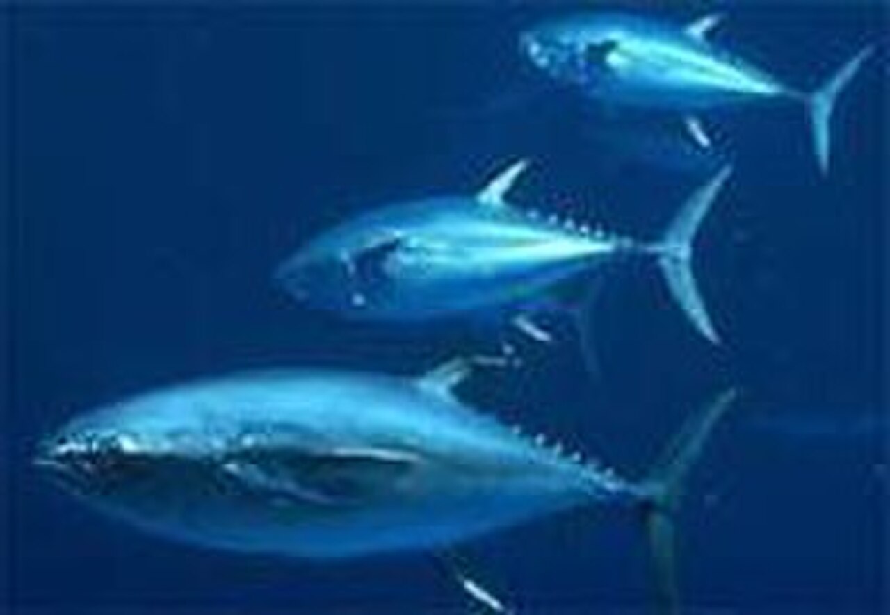 A photo of a Atlantic Bluefin Tuna