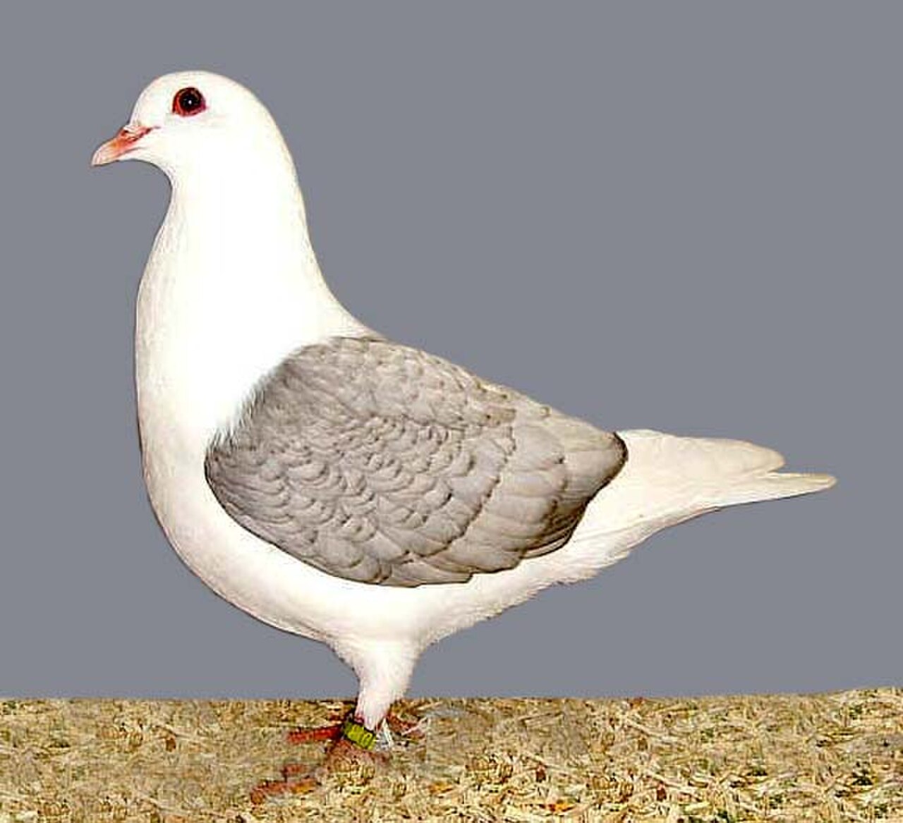 Thuringian Colour pigeons pigeon