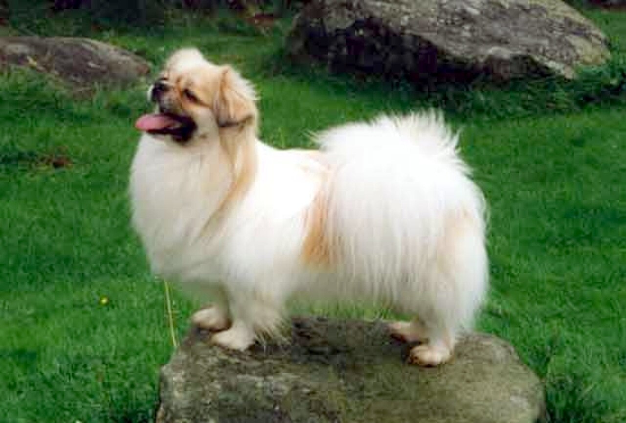 Tibetan spaniel dog