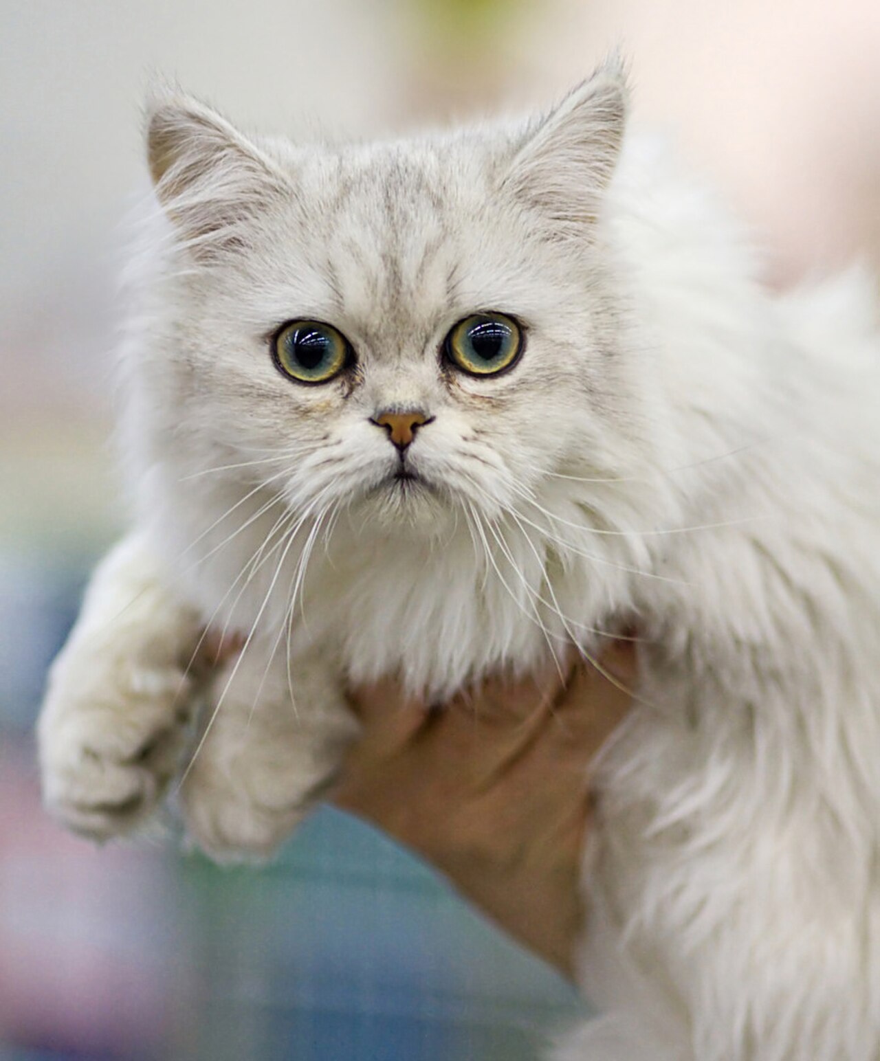 Tiffanie cat