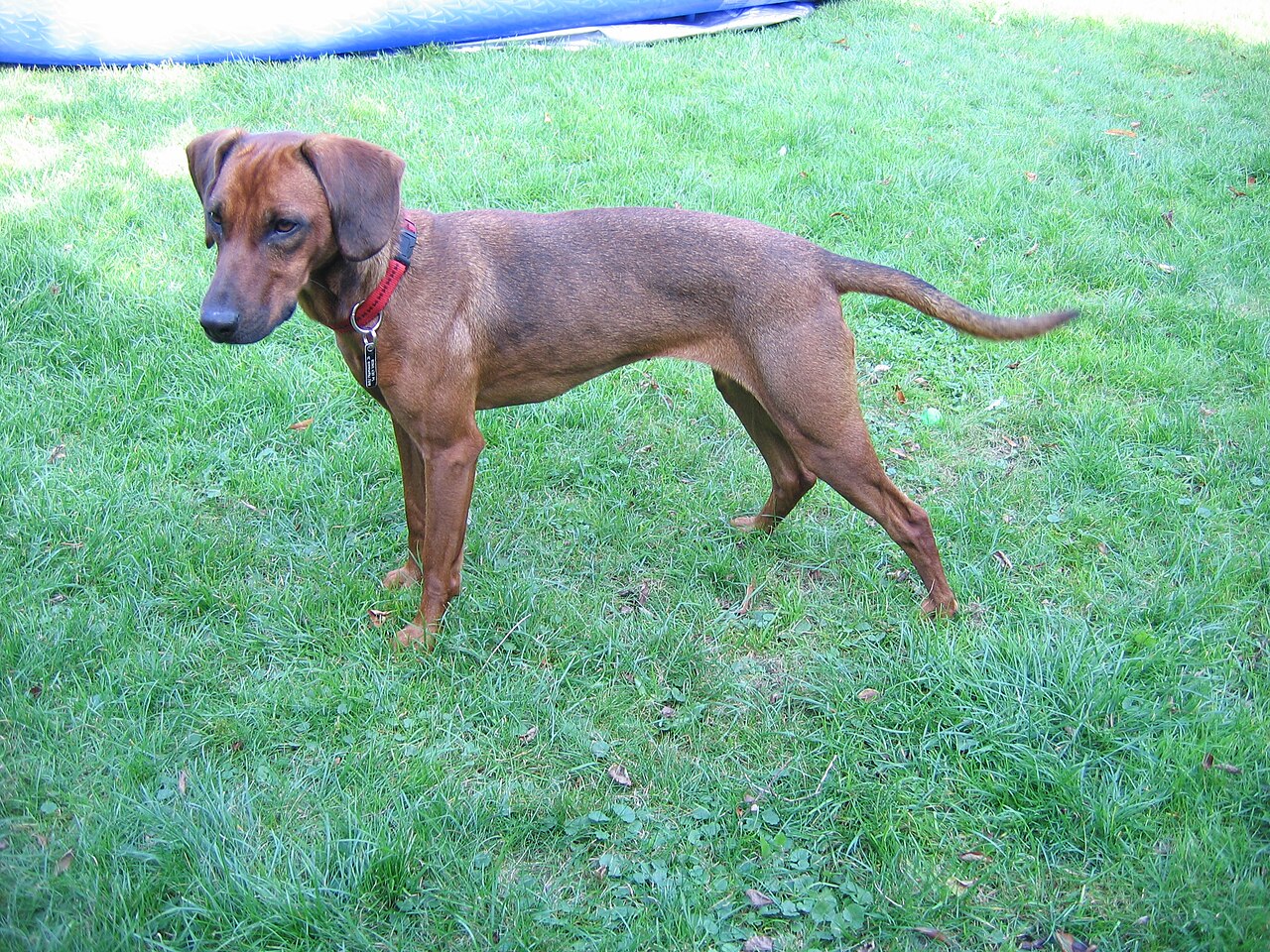 Tyrolean Hound dog