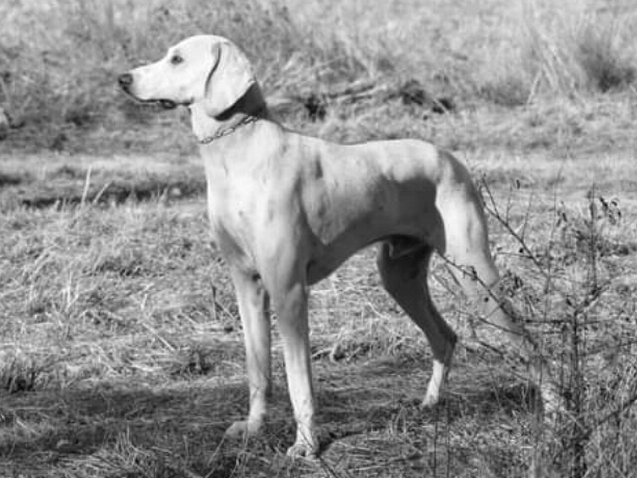 Billy dog