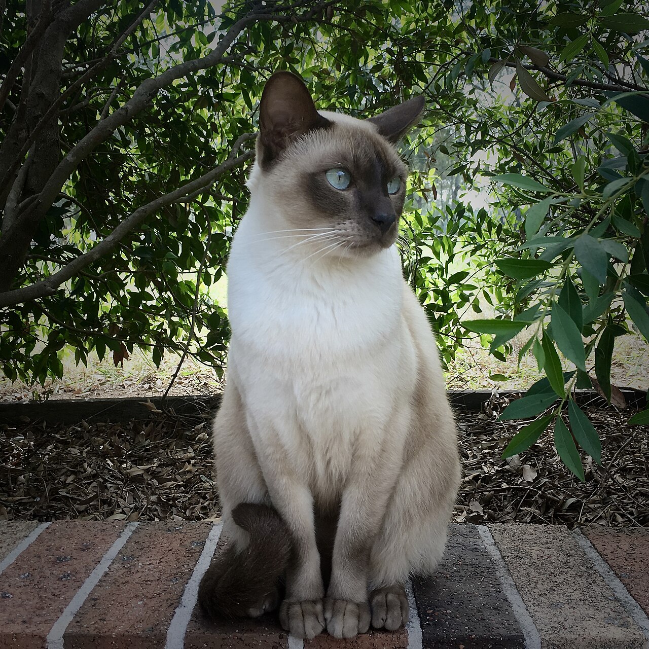 Tonkinese cat cat