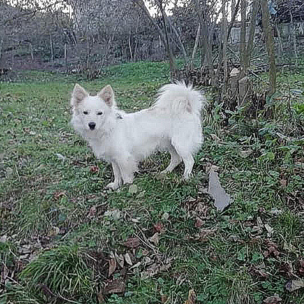 Tonya Finosu dog