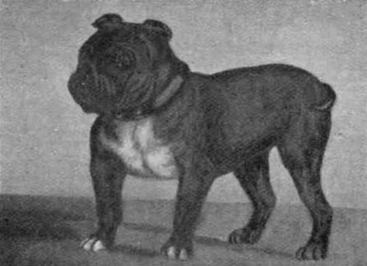 Toy Bulldog dog