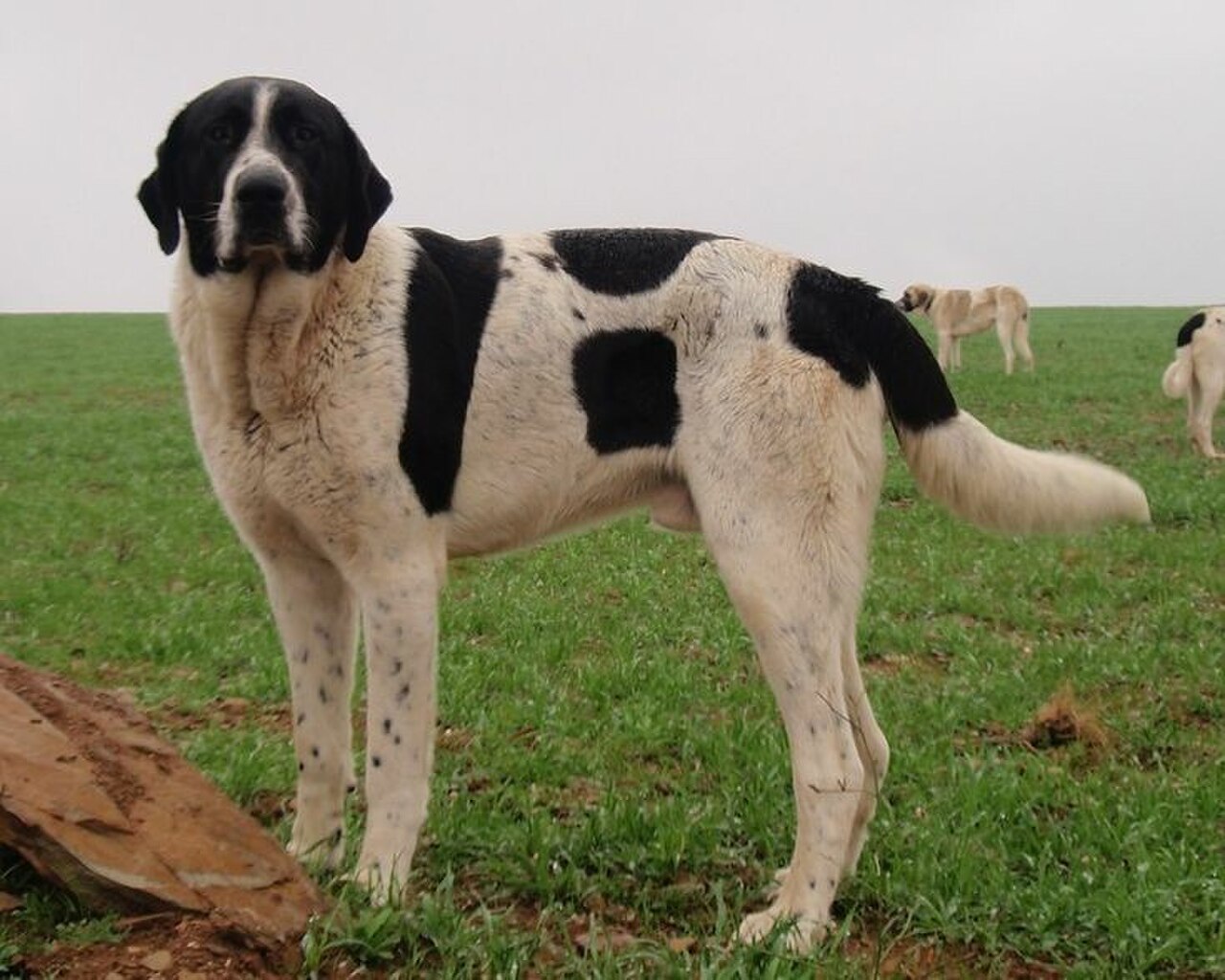 Cão de Gado Transmontano dog