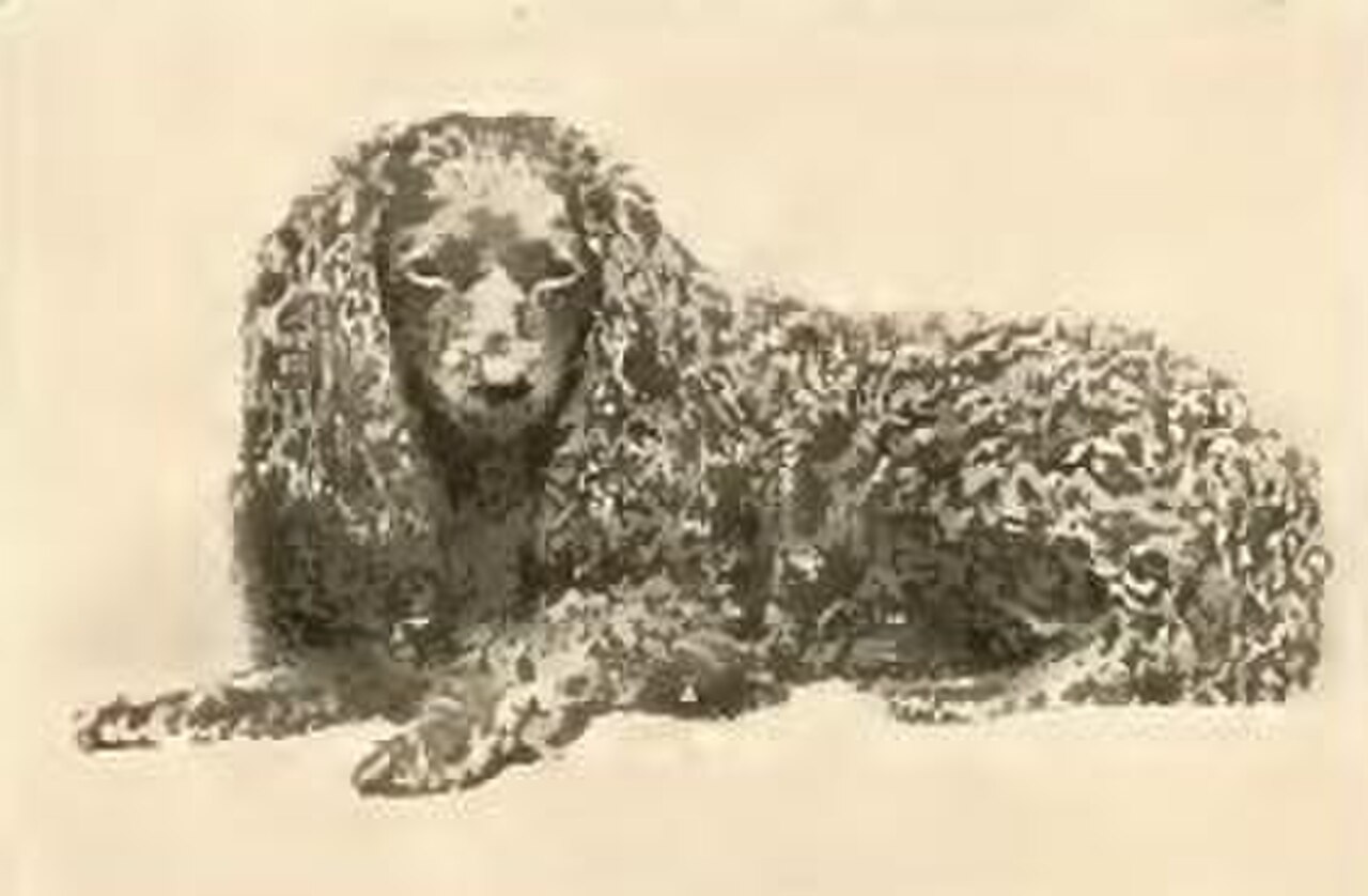 Toy Trawler Spaniel dog