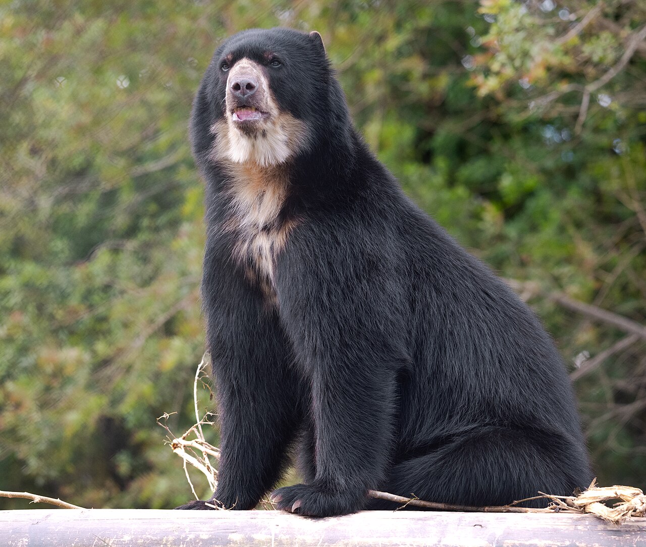 Spectacled bear