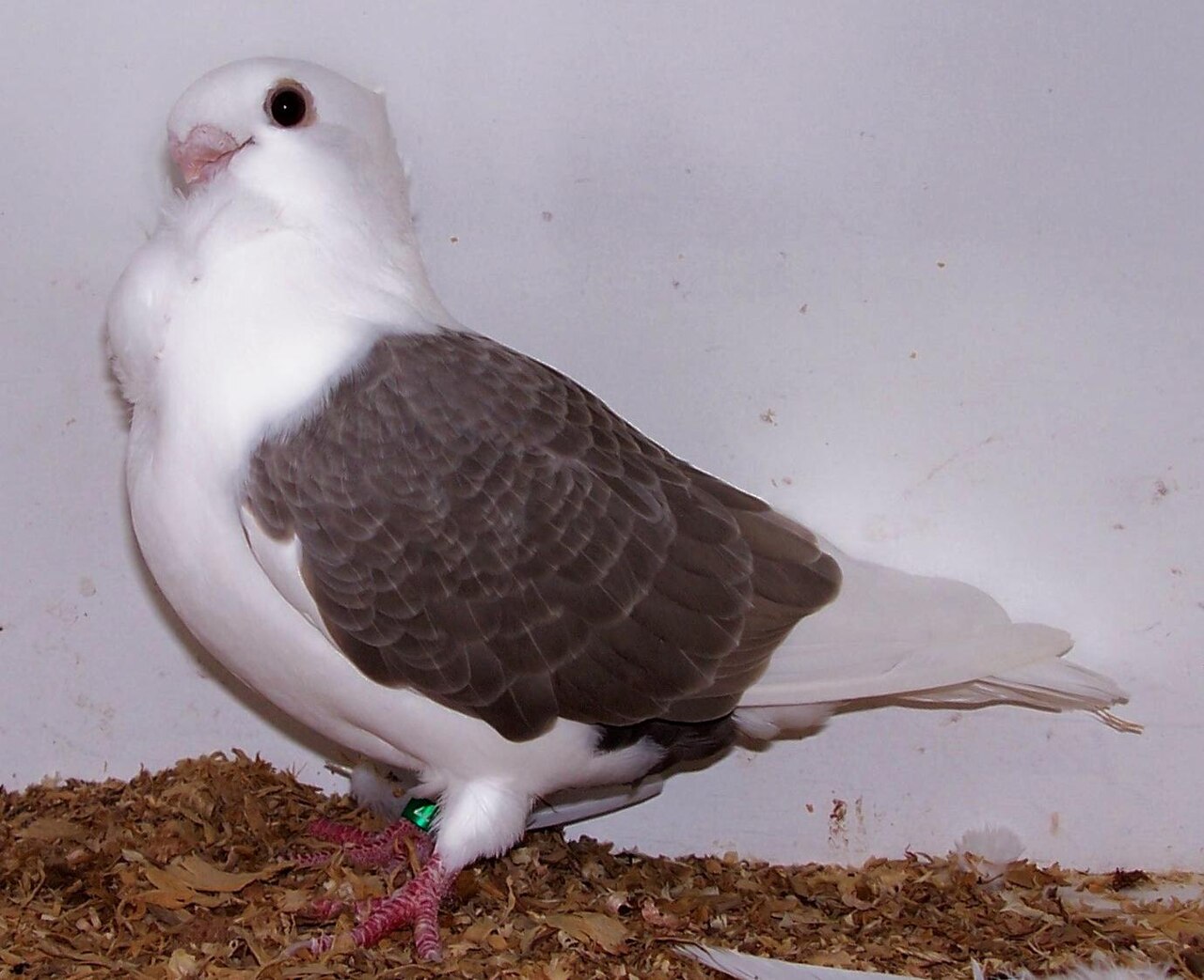 Turbit pigeon