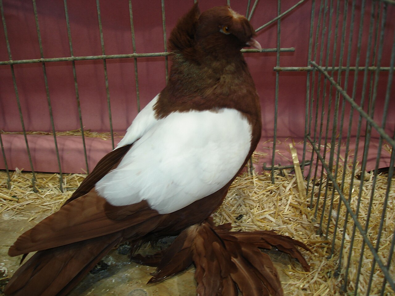 Dresden Trumpeter pigeon