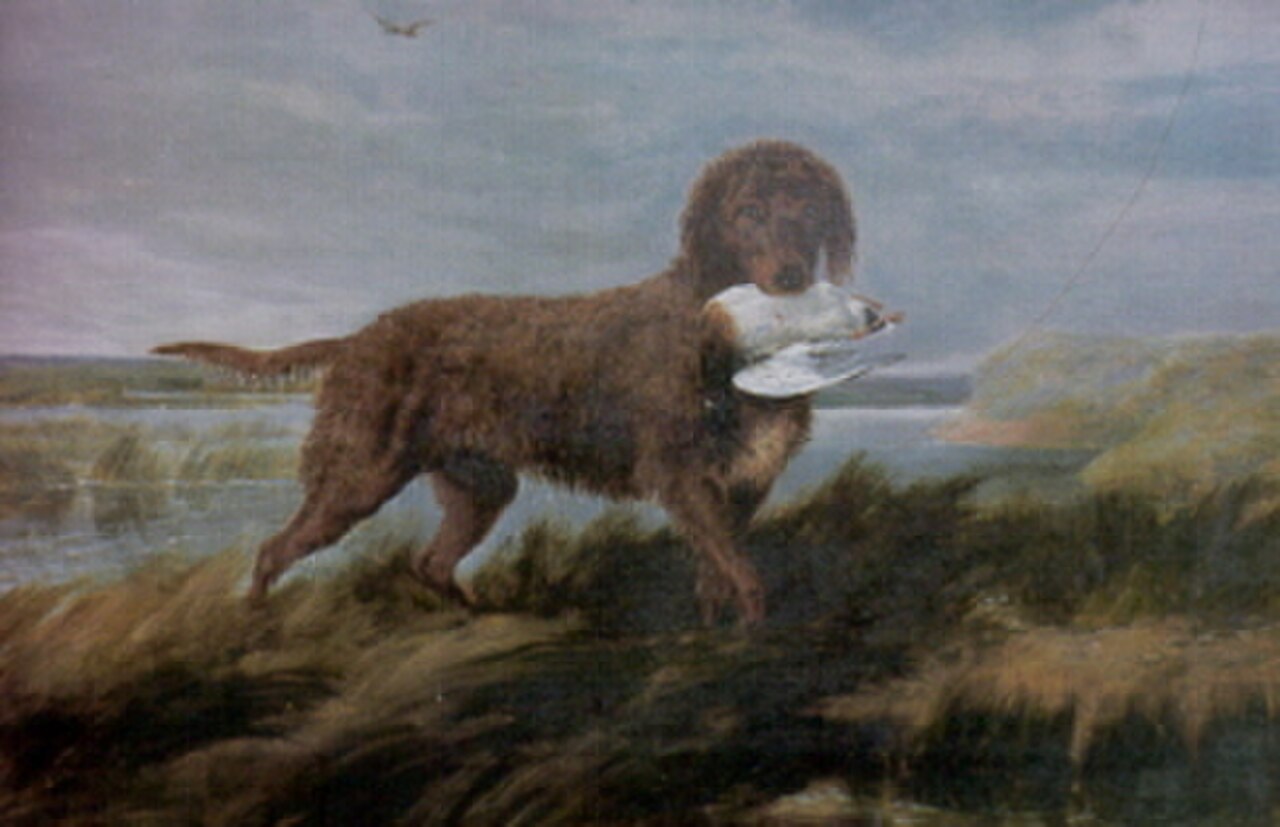 Tweed Water Spaniel dog