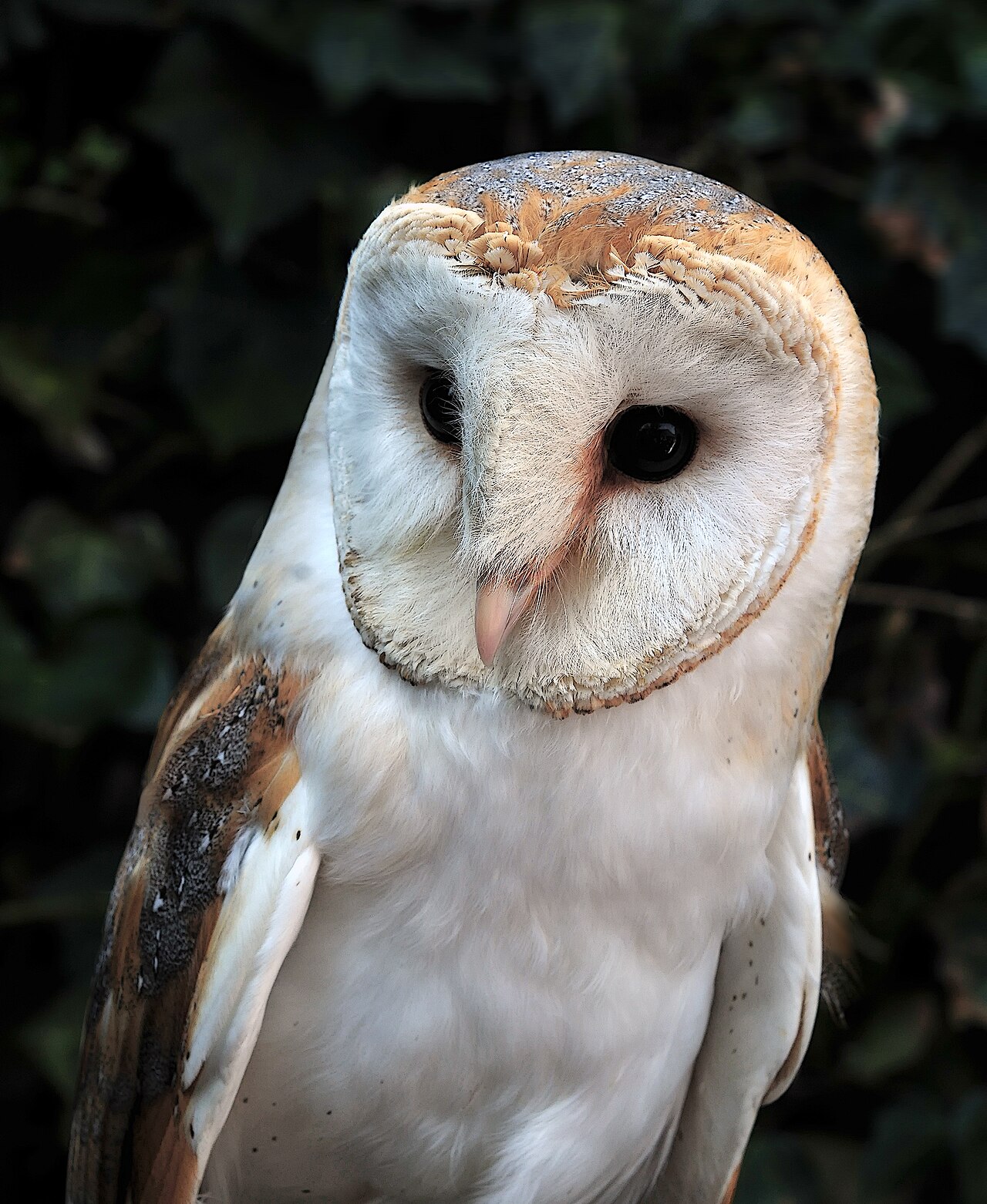 Barn owl with a white heart-shaped face and golden-buff back