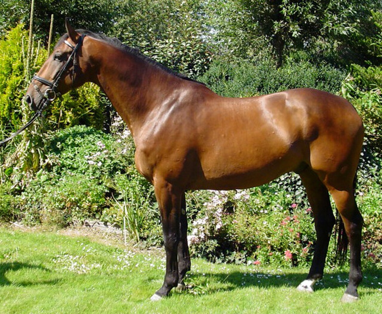 Dutch Warmblood sport horse standing