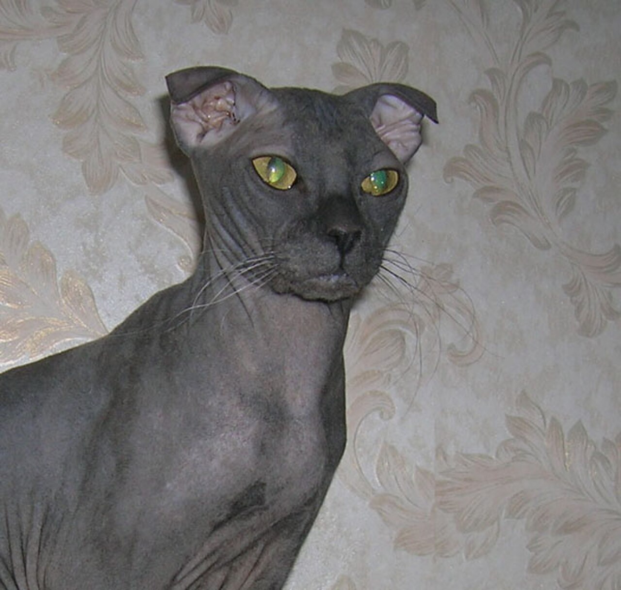 Ukrainian Levkoy cat