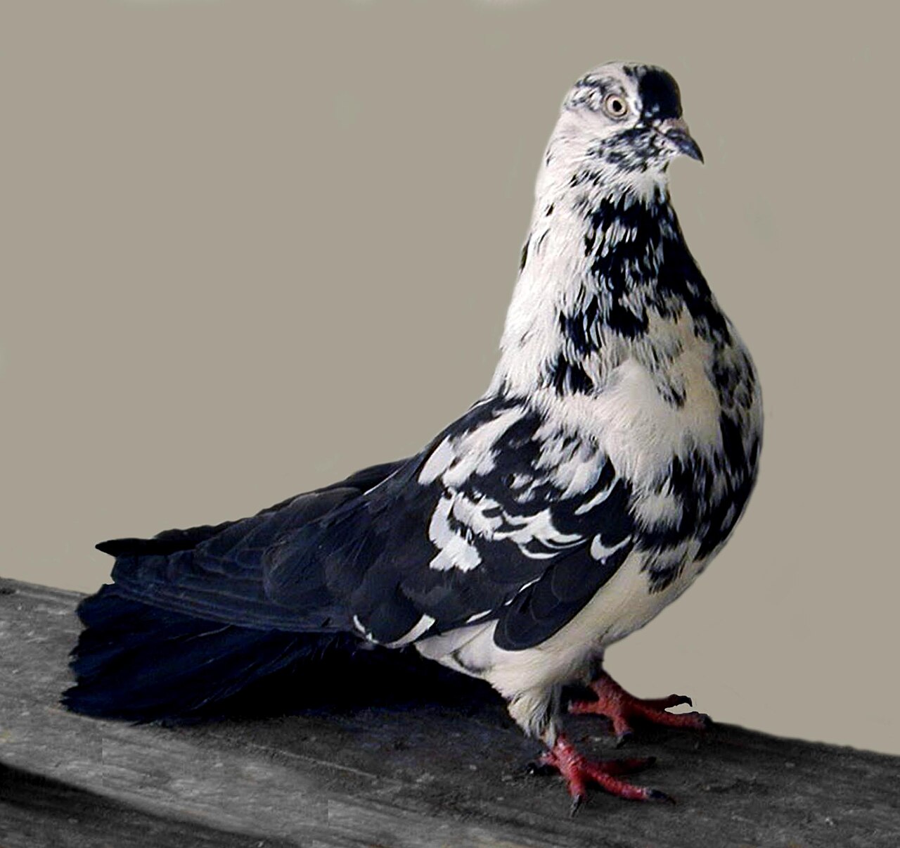 Ukrainian Skycutter pigeon
