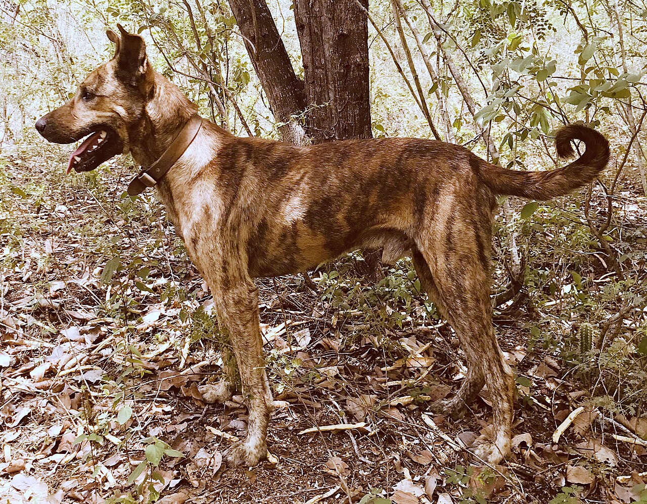 Boca-preta sertanejo dog
