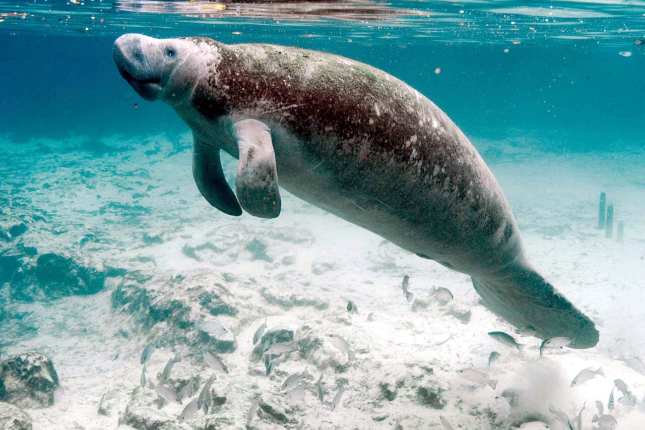 Manatee