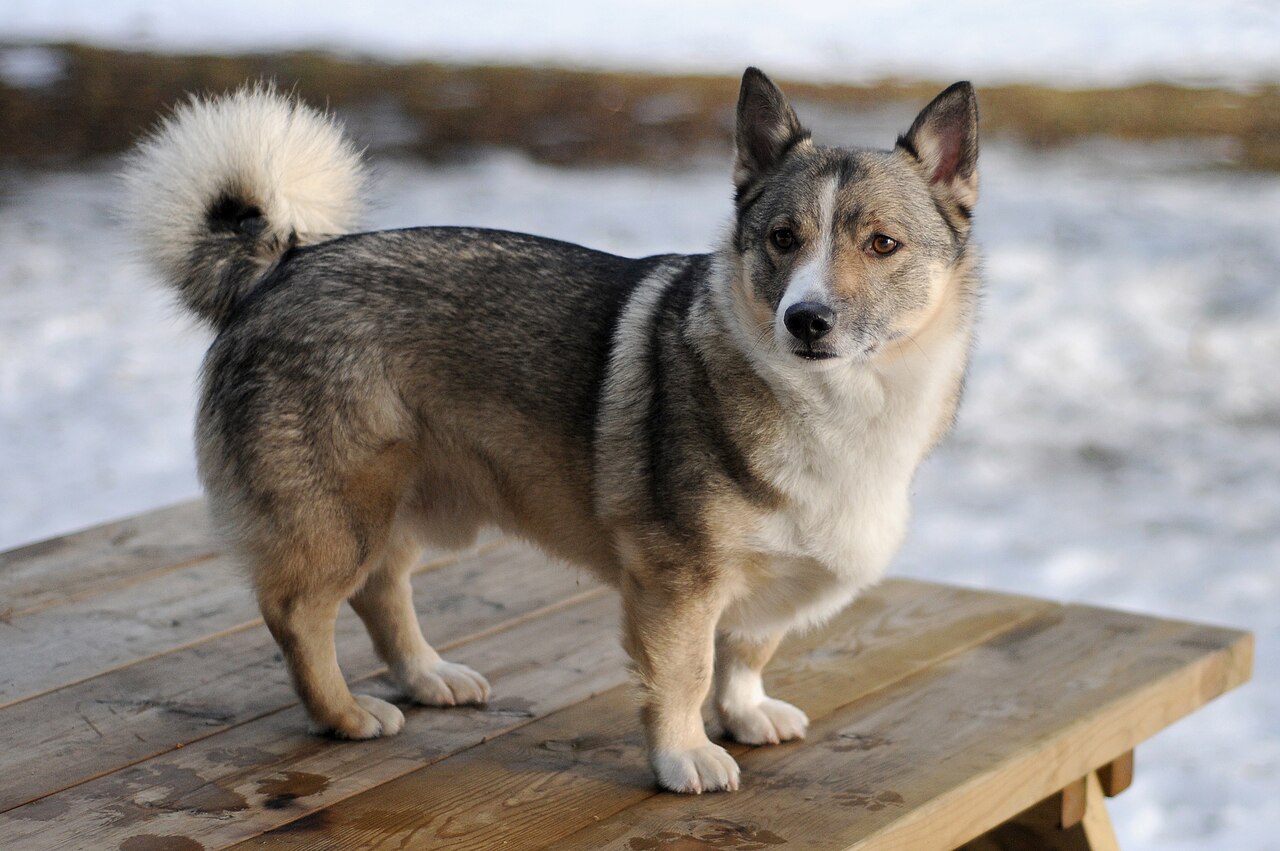 Swedish Vallhund dog