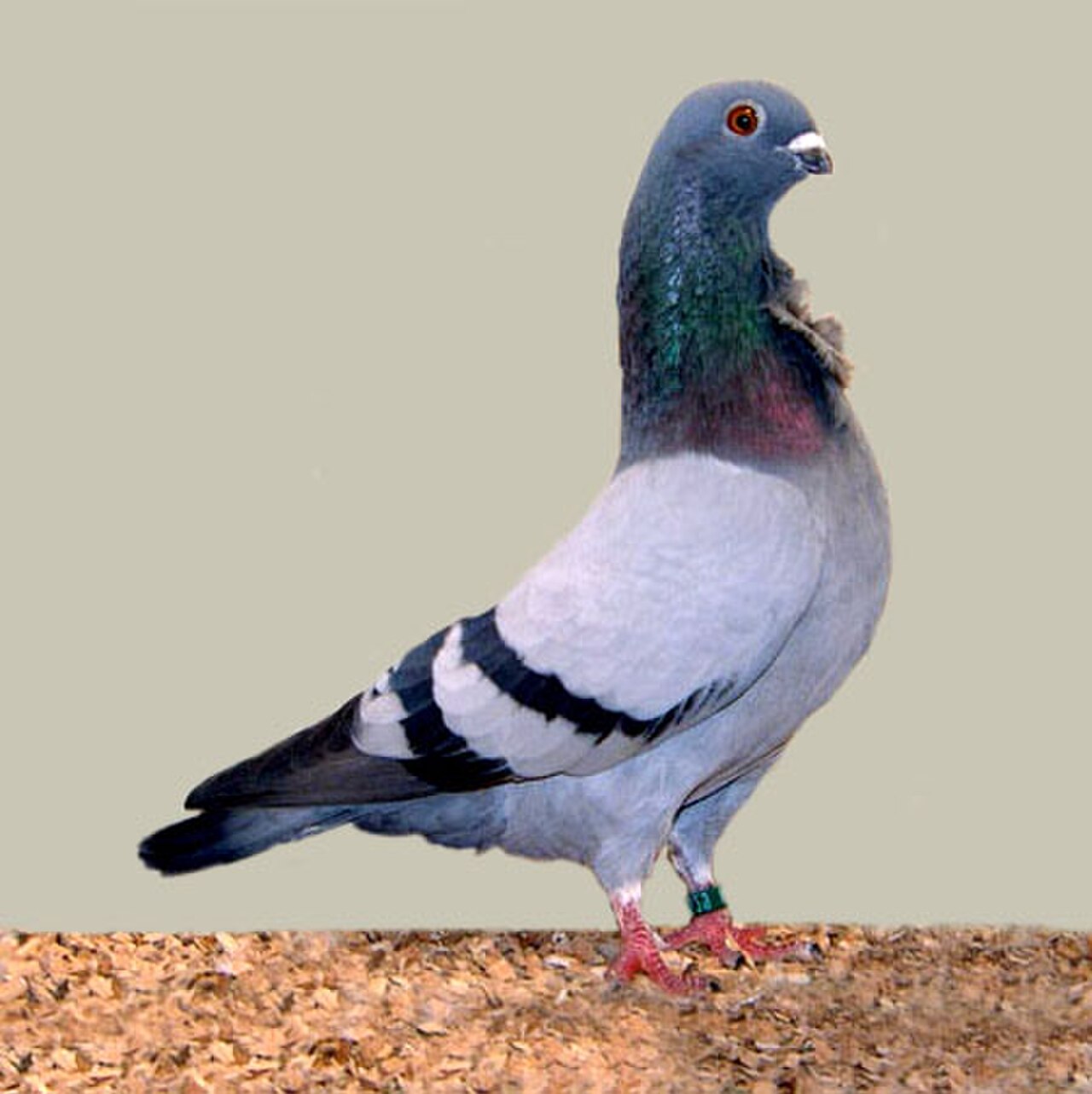 Valencian Figurita pigeon