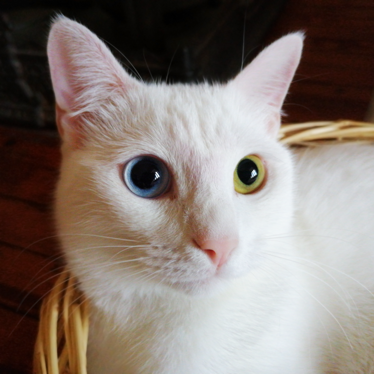 Van cat cat