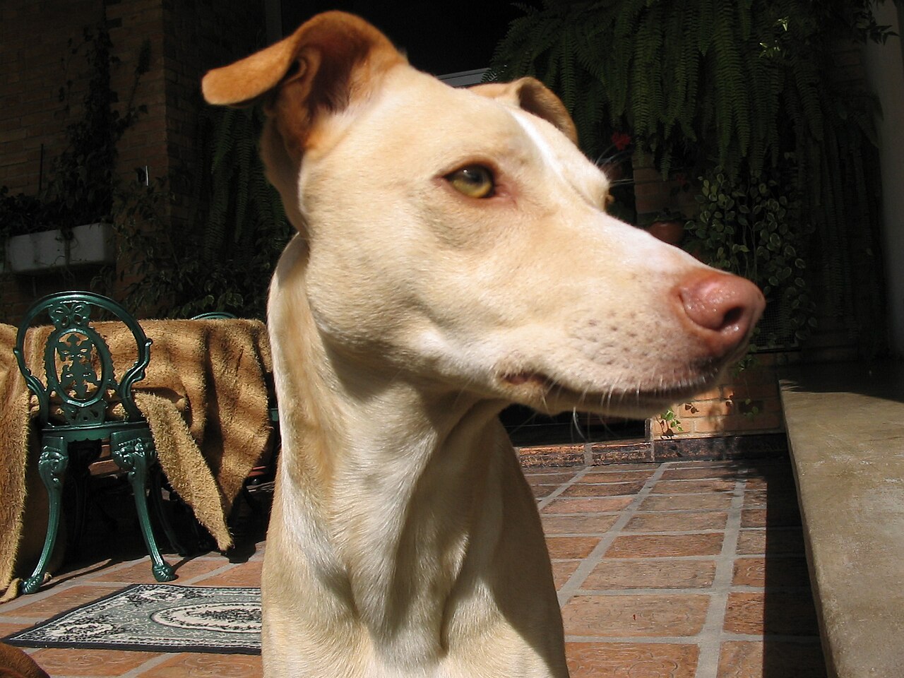 Pampas Deerhound dog