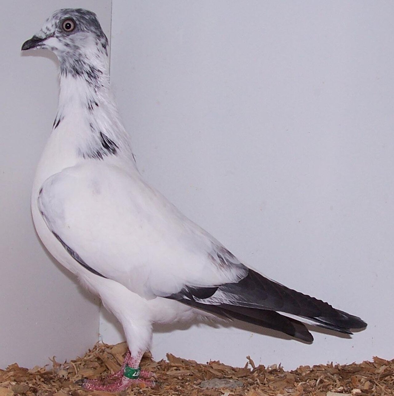 Flying/Sporting pigeons pigeon