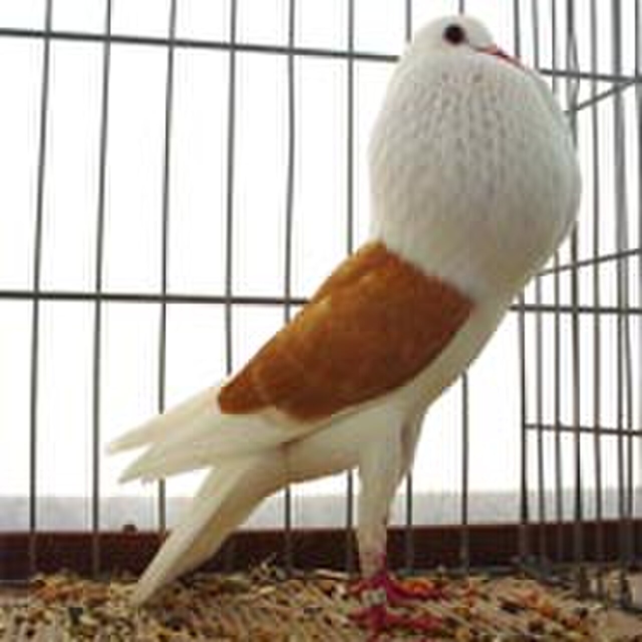 Voorburg Shield Cropper pigeon