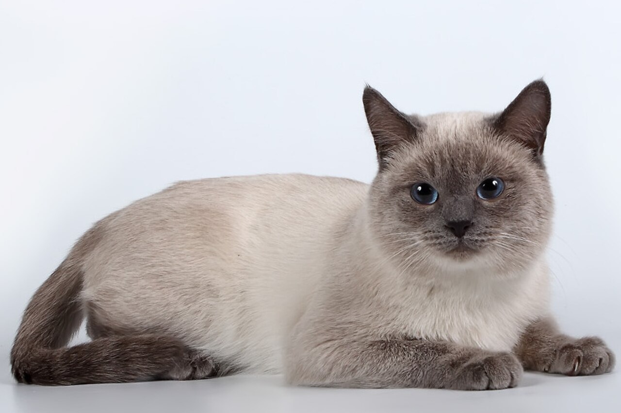 Thai cat cat