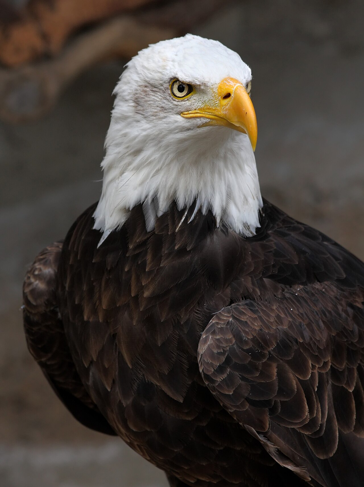 Bald eagle with a white head and brown body