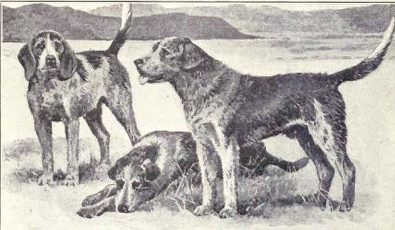 Welsh Hound dog