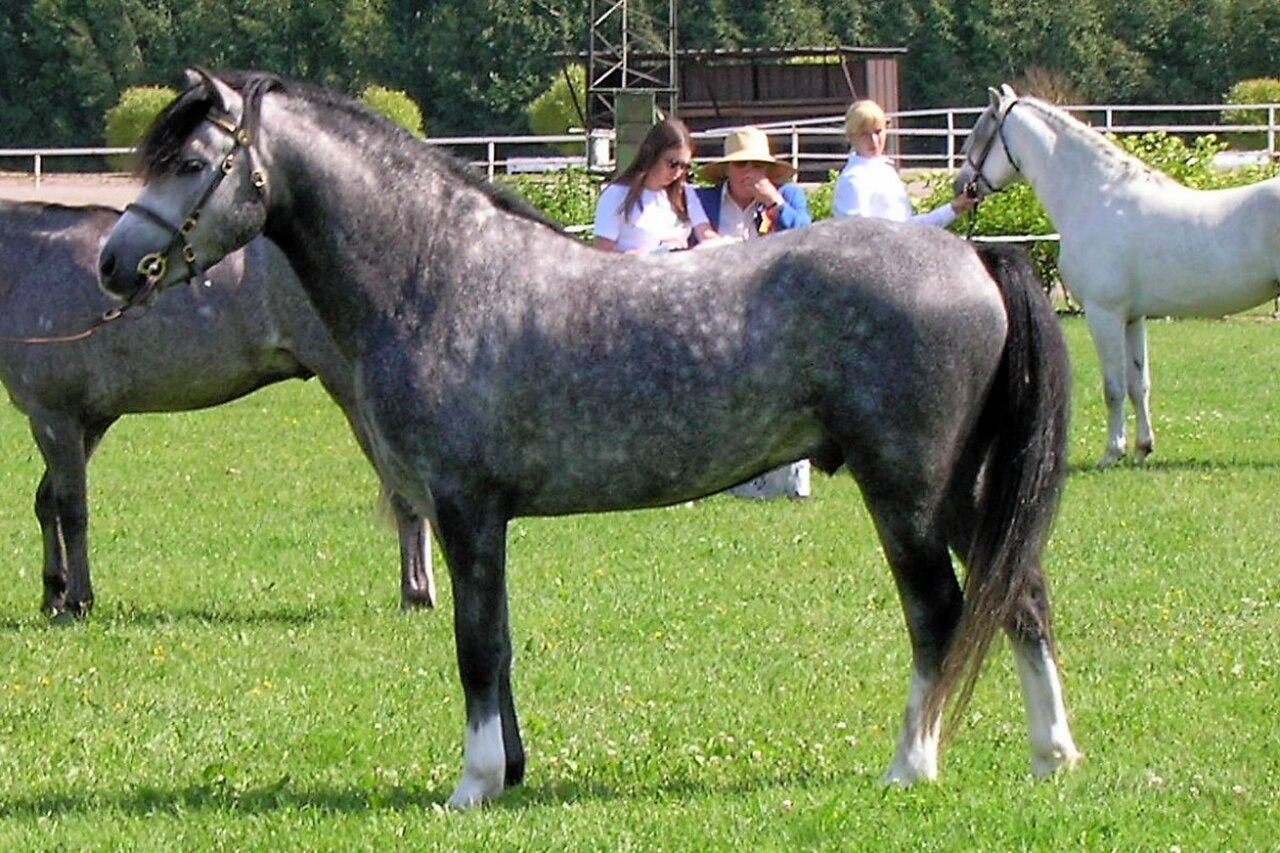Welsh pony standing in a paddock