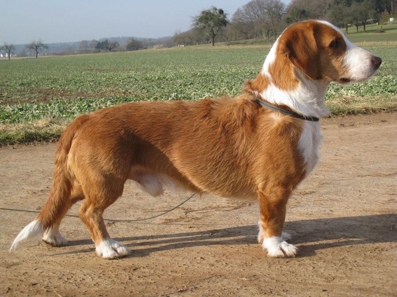 Westphalian Dachsbracke dog