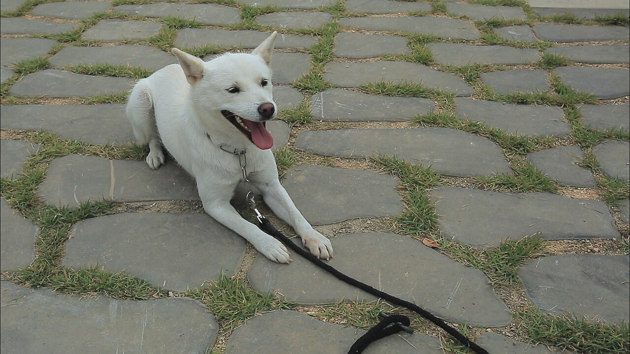 Donggyeongi dog