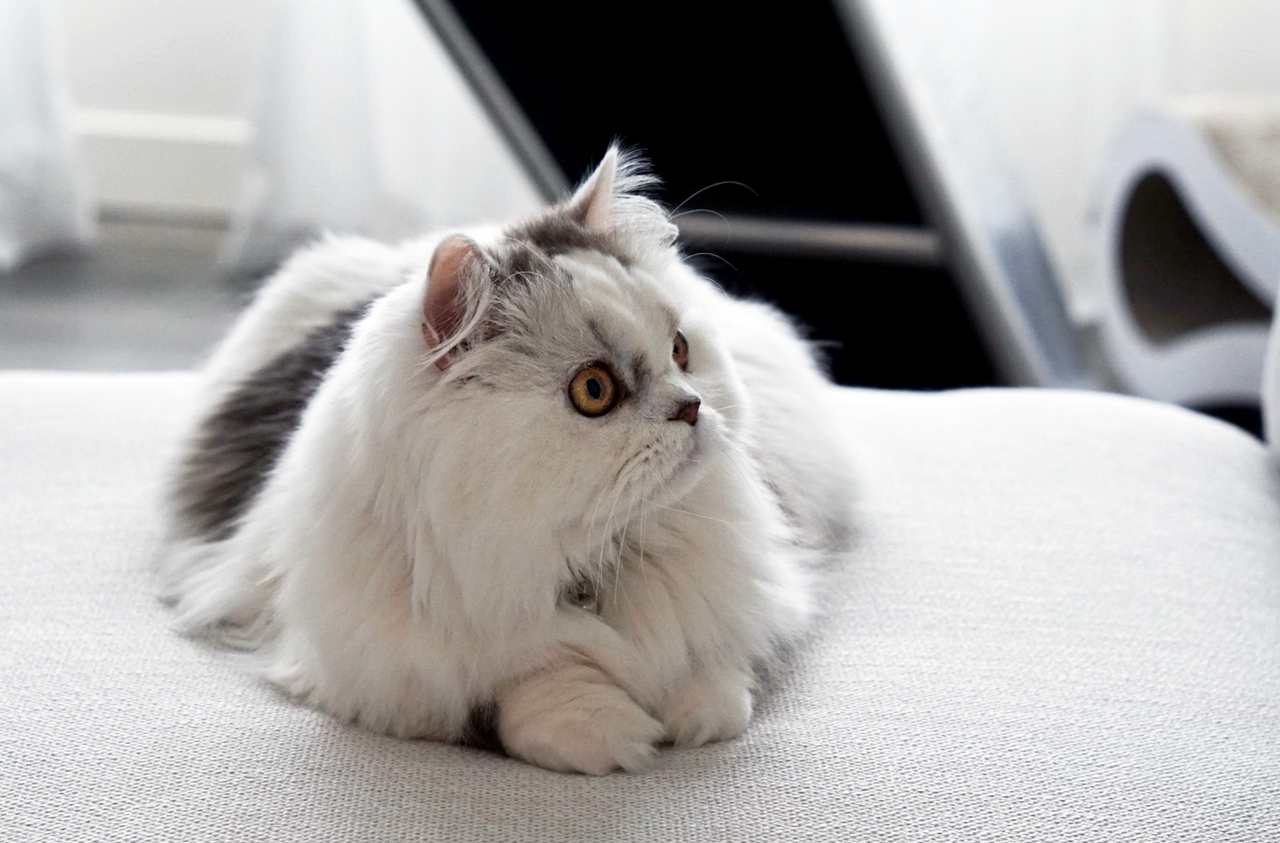 Minuet cat cat