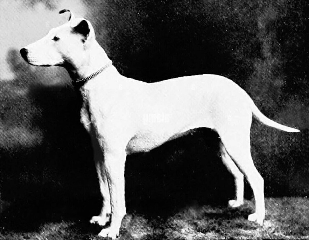 English White Terrier dog