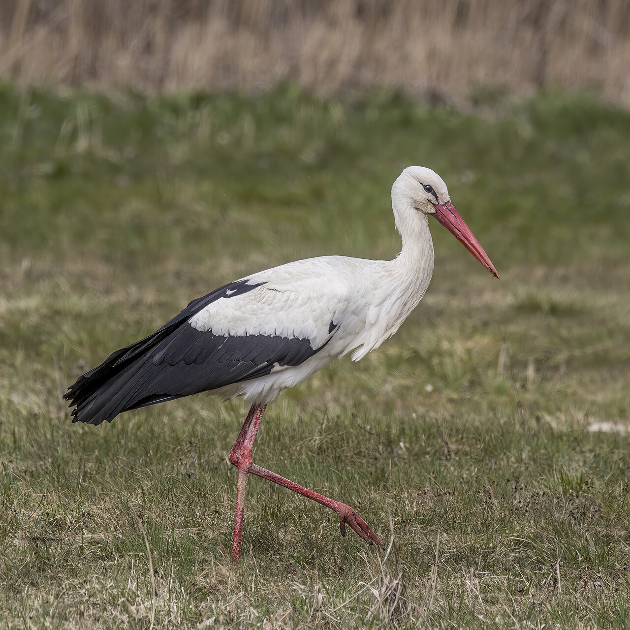 White stork