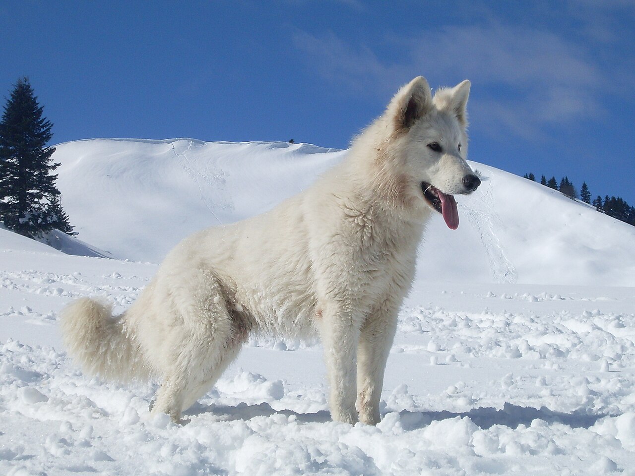 White Swiss Shepherd Dog dog